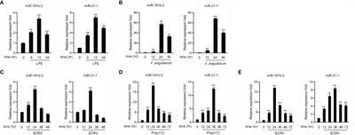 MicroRNA-181b-2 and MicroRNA-21-1 Negatively Regulate NF-κB and IRF3-Mediated Innate Immune Responses via Targeting TRIF in Teleost